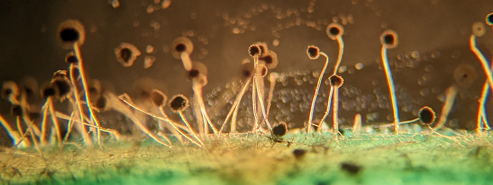 hongos-investigacion